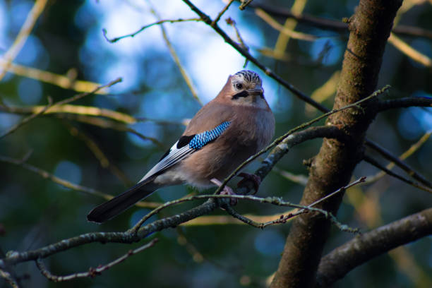 Woodland Juvenile Jay bird feeding from the ground