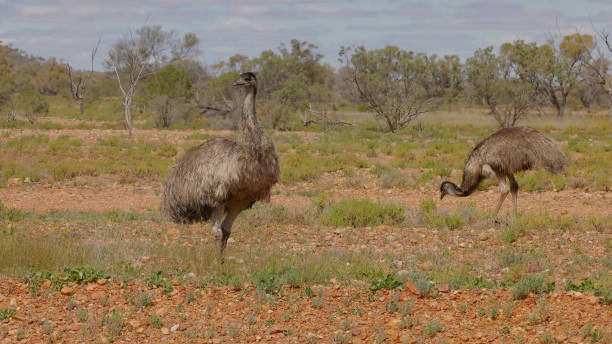 istock emu preens while a flock mate feeds near cunnamulla 2192437412
