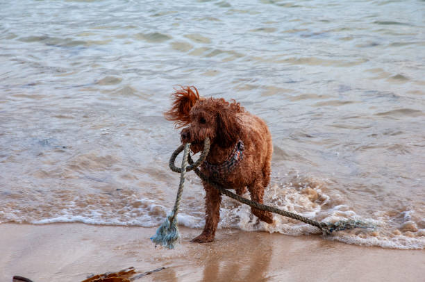 A brown dog playing in shallow water on the beach with a piece of rope found on the shore