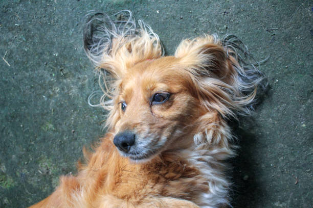 my dog on the ground, having a good time with me