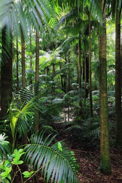 istock Lush green tropical rainforest with tall palm trees. 2192439637