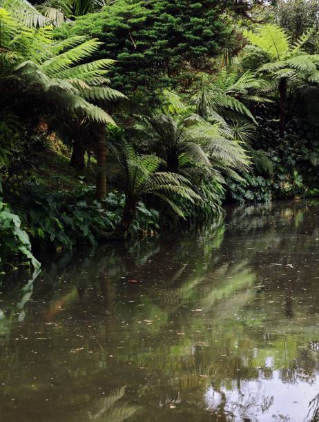 istock Lush green foliage reflected in a pond 2192439652