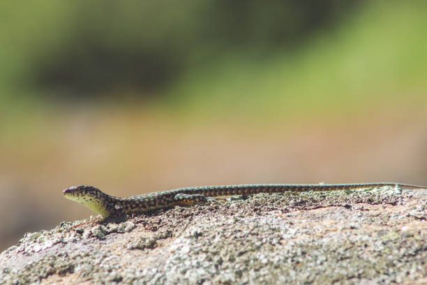 istock Posdarcis tiliguerta on a rock in the sun 2192440317