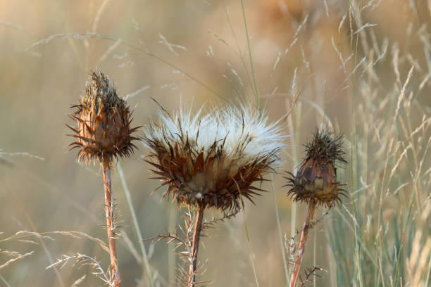 istock Dried Silybum marianum in a field in summer 2192440319