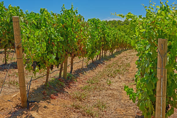 Grapevines thrive in a picturesque vineyard, showcasing clusters of ripe fruit amid lush green leaves under the warm sun. Perfect for agriculture, farming, and serene countryside scenes.