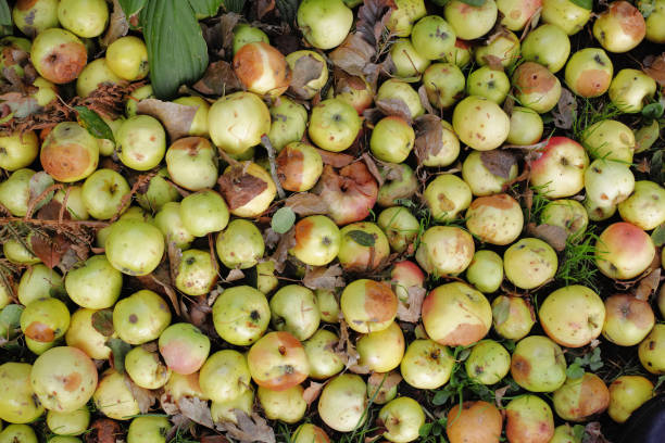 istock Abundance of Fallen Apples in Outdoors Natural Setting 2192441341