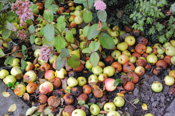 Fallen apples, in varying stages of freshness and decomposition, scattered on the ground among plants.