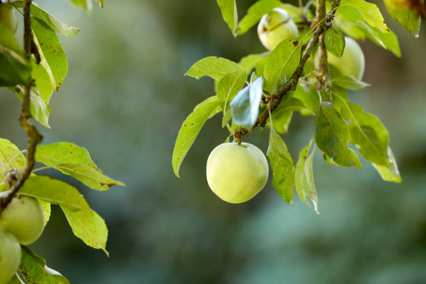 Green apples hang from a fruit tree surrounded by vibrant leaves, illuminated by sunlight. Capturing nature's bounty and the essence of delicate apple fruit-bearing Latin flora in a serene outdoor setting.