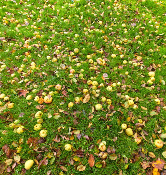 Yellow apples scattered across green grass, surrounded by fallen leaves, offering an autumnal orchard scene with a natural and rustic essence.