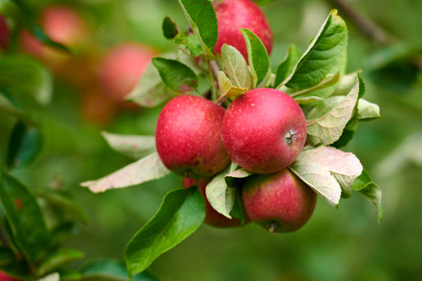 A close view of ripe red apples hanging on a branch with vibrant green leaves in an orchard. Highlighting the fruitful harvest and natural beauty of Malus domestica in a rural setting.