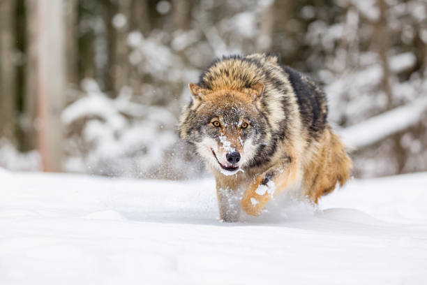 istock Wolf walking and looking at the camera outdoors in winter forest. European timber wolf Canis Lupus in natural habitat. Muzzle in snow. Wild life. 2192441945