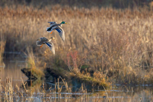 istock Mallard Ducks With Cupped Wings Landing in a Natural Setting 2192442396