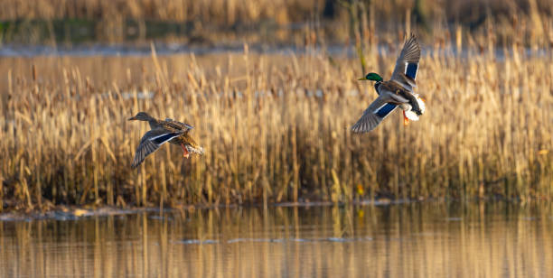 Mallard Ducks With Cupped Wings Landing in a Natural Setting