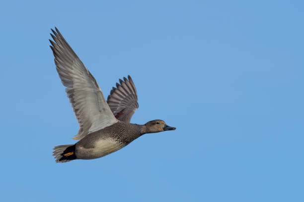 istock Male Gadwall Duck Makes a Close Pass at the Blind 2192442414