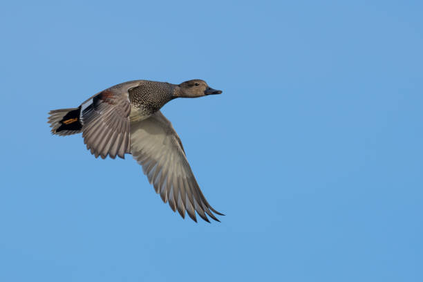 istock Male Gadwall Duck Makes a Close Pass at the Blind 2192442416