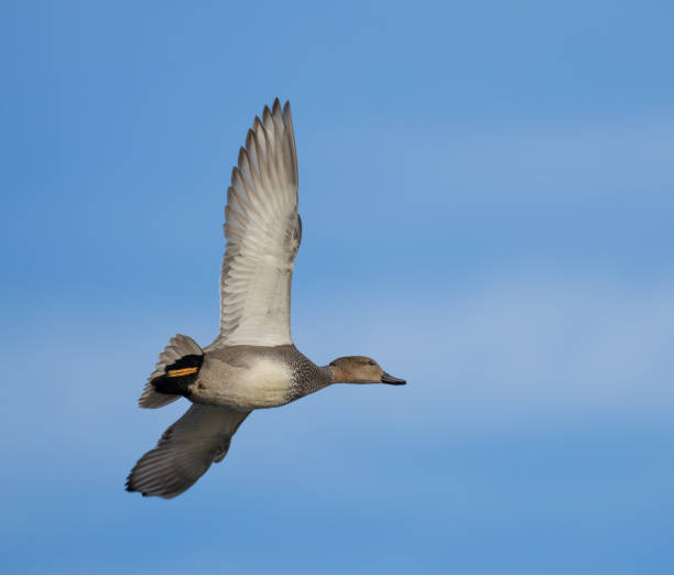 istock Male Gadwall Duck Makes a Close Pass at the Blind 2192442418