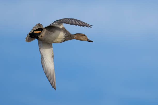 istock Male Gadwall Duck Makes a Close Pass at the Blind 2192442421