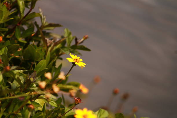Daisies on the Edge of a Lake