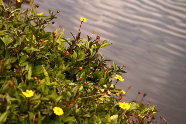 istock Daisies on the Edge of a Lake 2192442938