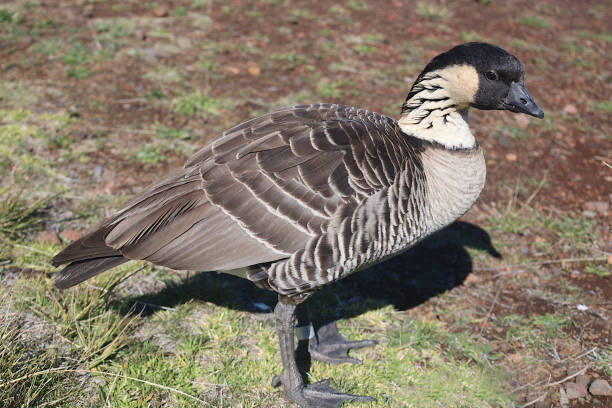 istock Nene Goose - Haleakala Volcano, Maui, HI 2192443064