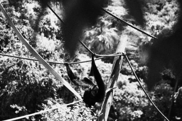 istock Monkey Hanging on a Rope. Monochromatic Black and White Tones 2192443096
