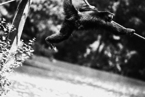 istock Monkey Hanging on a Rope. Monochromatic Black and White Tones 2192443100