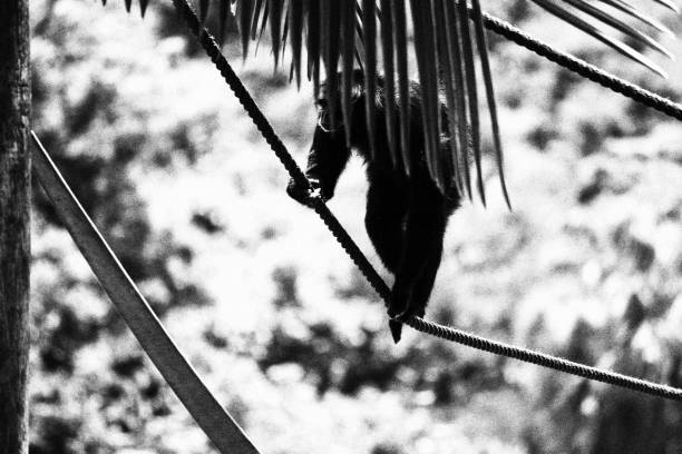 Monkey Walking on a Rope. Monochromatic Black and White Tones
