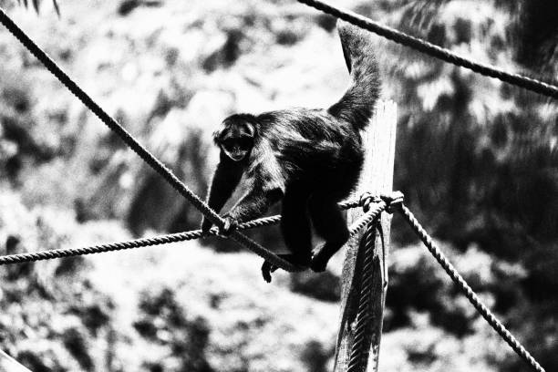 istock Monkey Walking on a Rope. Monochromatic Black and White Tones 2192443155
