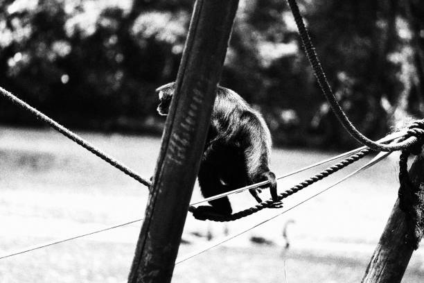 Monkey Walking on a Rope. Monochromatic Black and White Tones