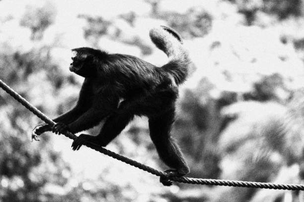 Monkey Walking on a Rope. Monochromatic Black and White Tones