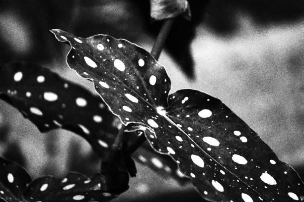Begonia. Monochromatic Black and White Tones