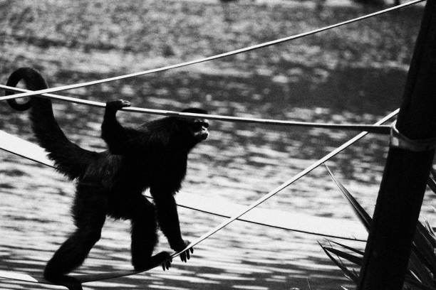 istock Monkey Walking on a Rope. Monochromatic Black and White Tones 2192443235