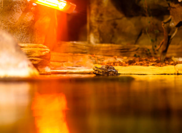 Cayman Split View Under Over Water Basking Under Heat Lamp - Animal in captivity basking in warmth of red light. View through glass half underwater and half above water.