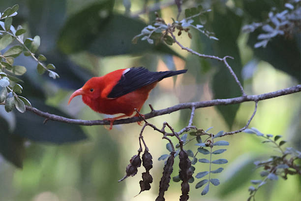 An I'Iwi bird photographed perched on a tree.  The eye-catching bird is endangered and is found in a few high-altitude places.  This specimen was observed on the flank of Haleakala volcano, on Maui island.