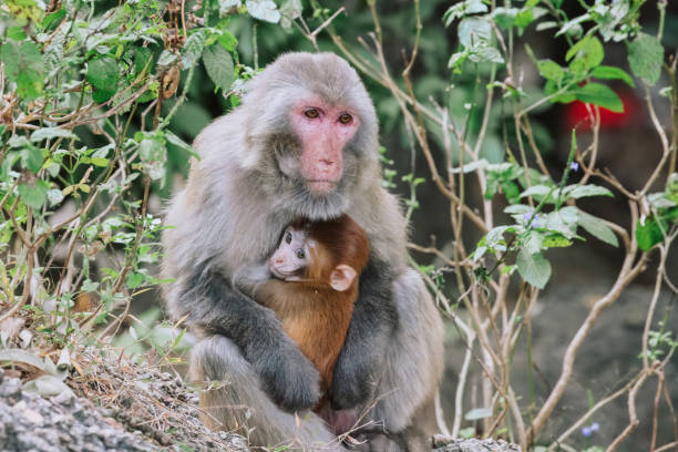 istock Dec 24 2024 Monkey Holding Her Baby in a Natural Forest E 2192443390