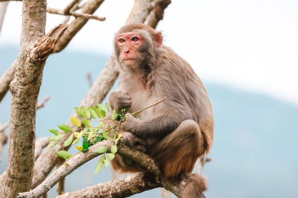 istock Monkey Sitting on Tree Branch with Leaves in Natural Habitat Dec 24 2024 2192443392