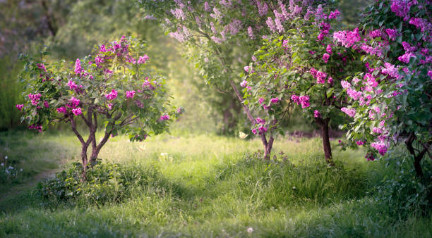 istock Lilacs flowers bush bloom in spring fabulous garden on mysterious springtime floral background, blooming nature and flowering trees blossom, wide panoramic natural banner. 2192443505