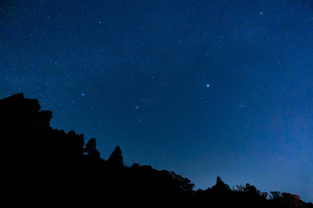 The Silent Forest Watching Over the Starry Sky