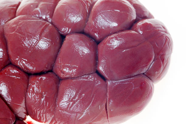 Fresh beef kidneys on a white background, beef