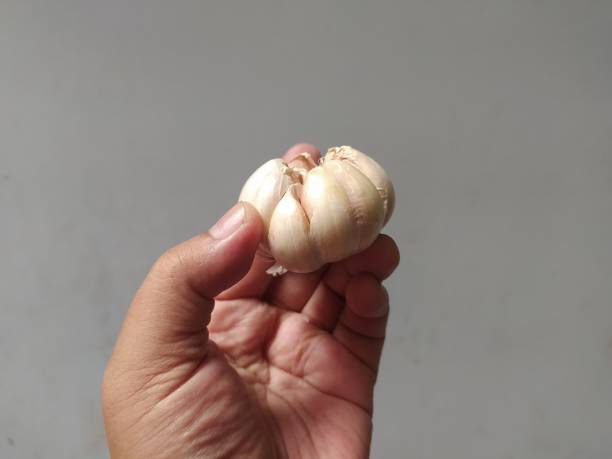 istock Hand holding garlic on a gray background 2192451750