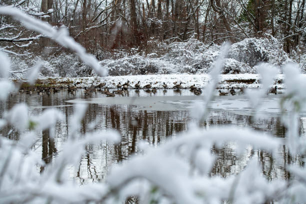 Canada geese in small pond after snow, Pennsylvania, USA