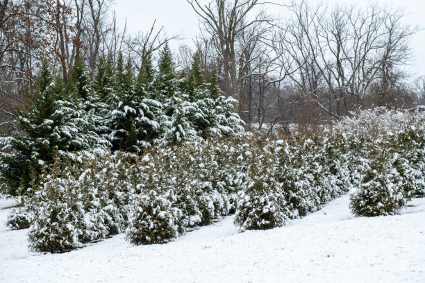 Christmas tree farm after snow, Pennsylvania, USA