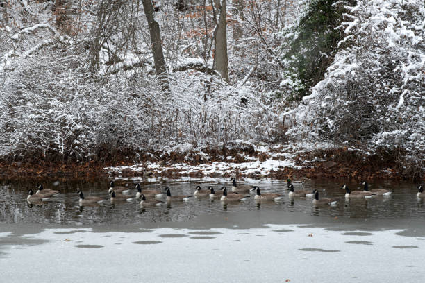 Canada geese in small pond after snow, Pennsylvania, USA