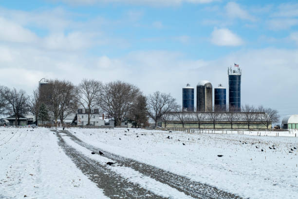 Crows on farmland after snow, Worcester, Pennsylvania, USA