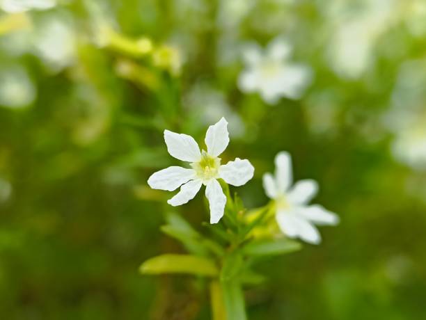 istock Cuphea hyssopifolia white, Diplusodon virgatus Pohl, Moehringia lateriflora (Bluntleaf Sandwort) 2192457474