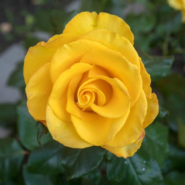 istock yellow rose in the garden 2192457897