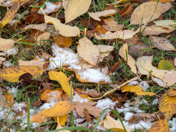 istock fallen autumn leaves on the ground with ice 2192457976