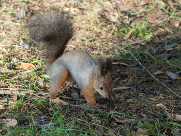 istock portrait of squirrel 2192458288