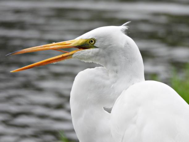 istock Great Egret (Ardea alba) - with open mouth showing it's tongue 2192458301
