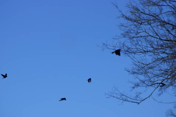 istock Birds in Flight Against a Clear Blue Sky 2192459736